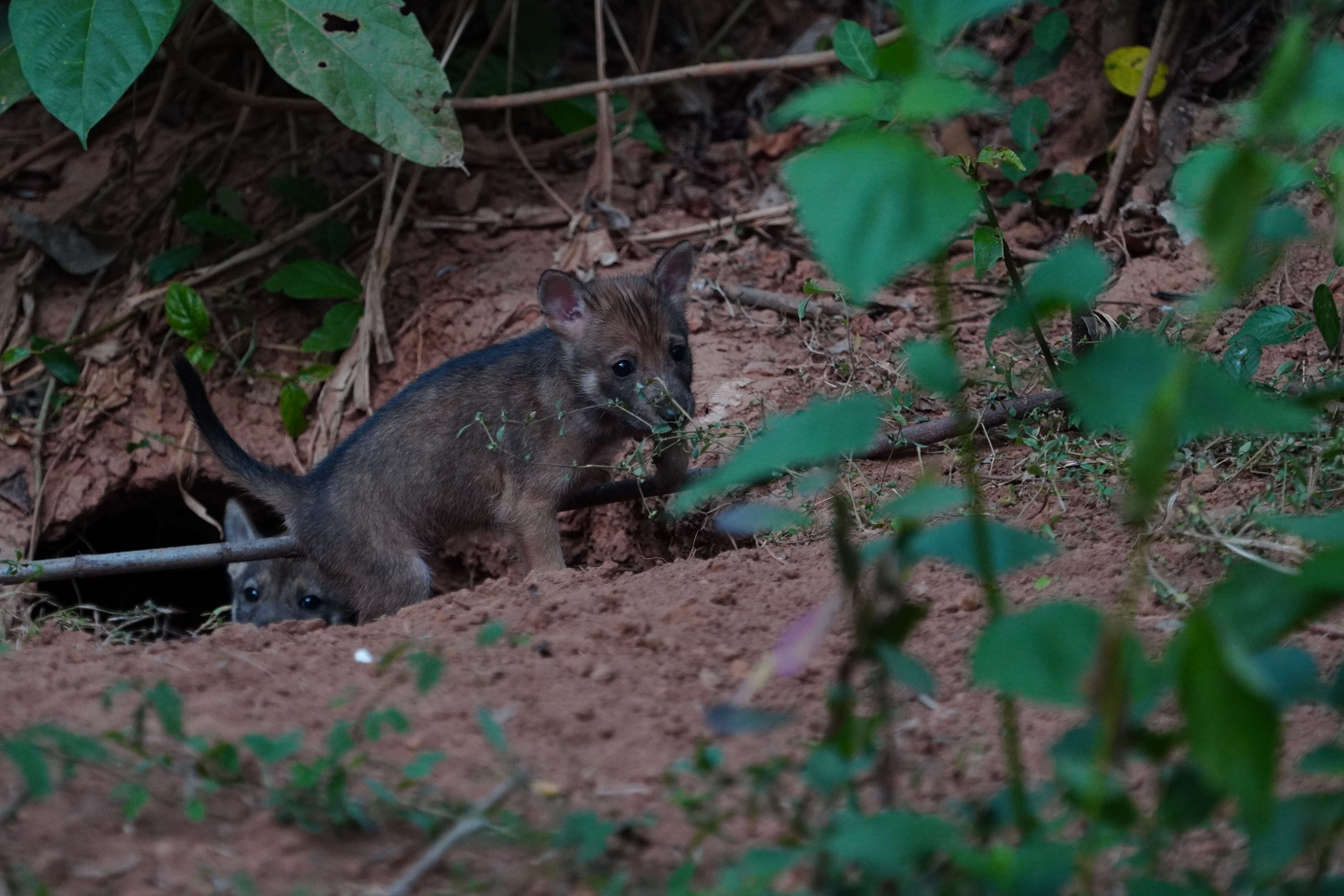 Image of golden jackal