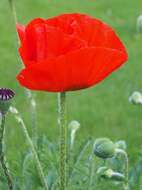 Image of Oriental poppy