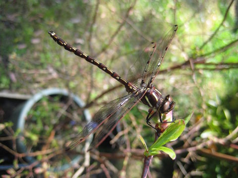 Image of <i>Austropetalia tonyana</i> Theischinger 1995