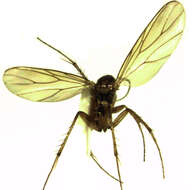 Image of Anomalomyia