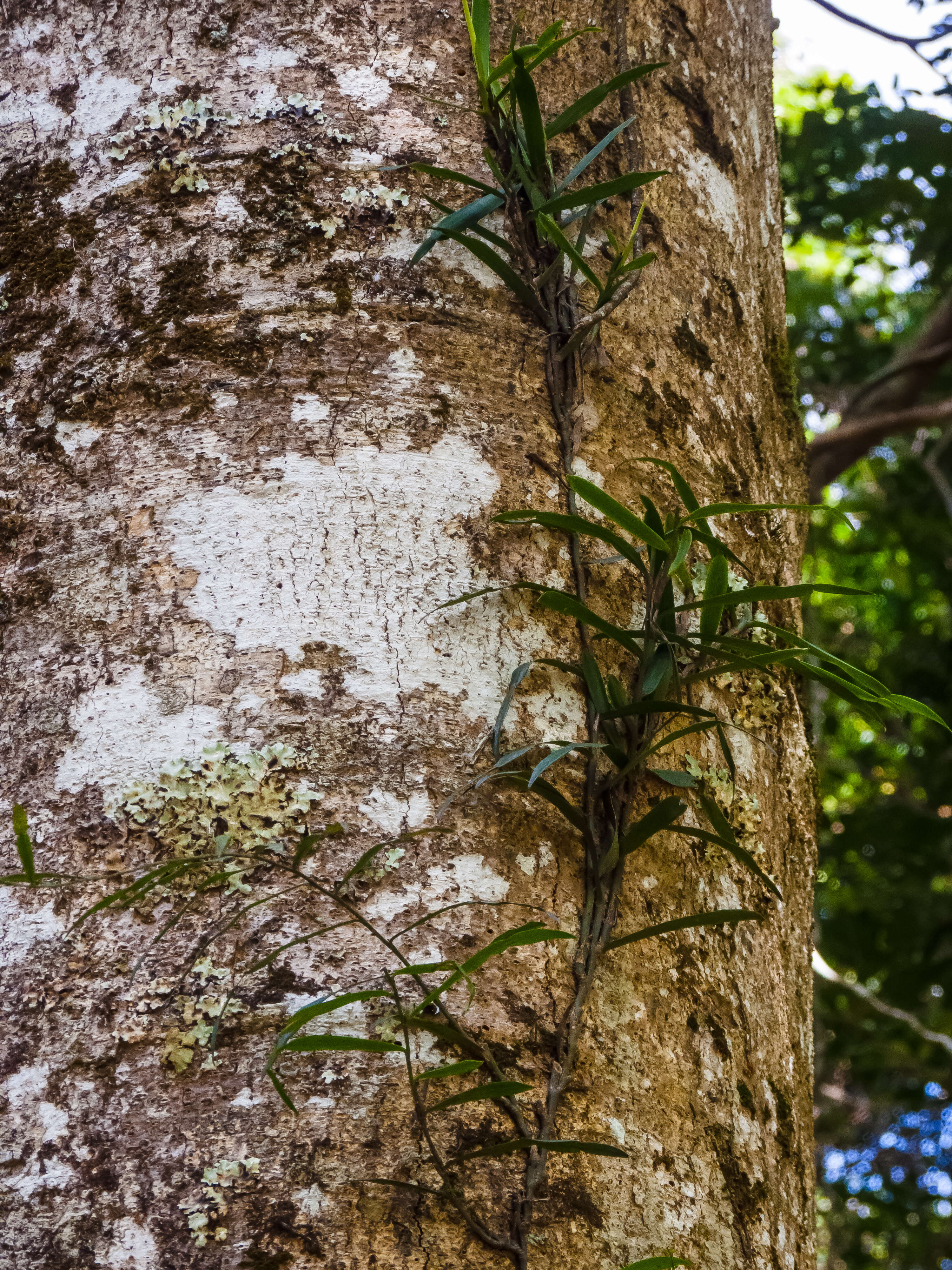 Image of Pothos longipes Schott