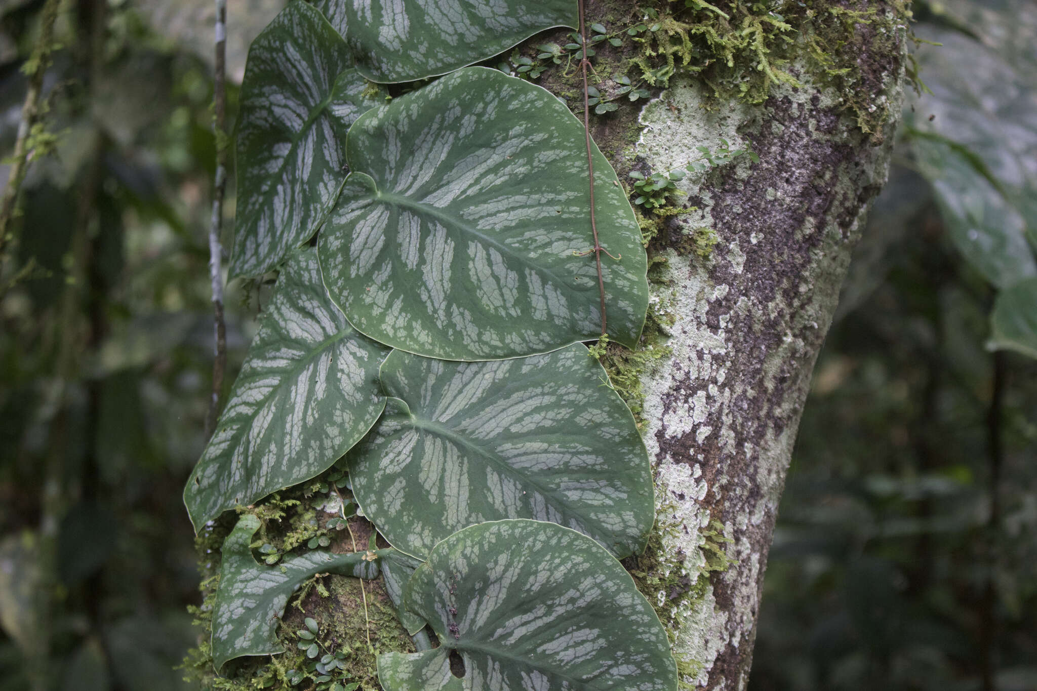 Image of Monstera dubia (Kunth) Engl. & K. Krause