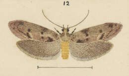 Image of Chersadaula ochrogastra Meyrick 1923