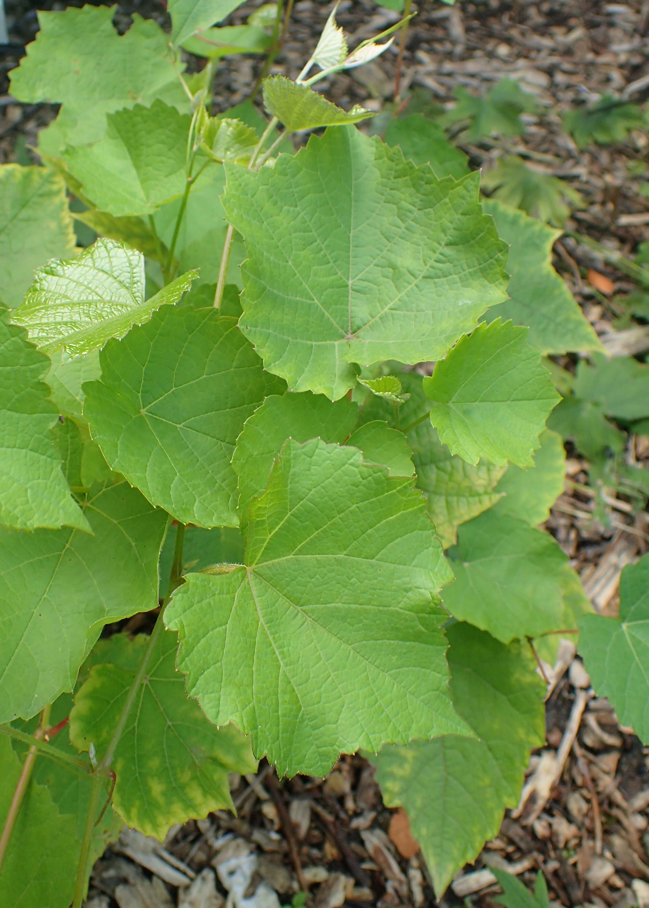 Sivun Vitis cinerea var. helleri (Bailey) M. O. Moore kuva