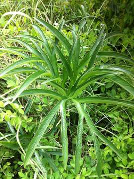 Image of amorphophallus