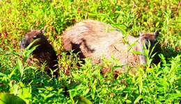 Image of Capybaras