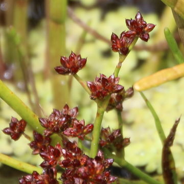 Image of <i>Juncus microcephalus</i>