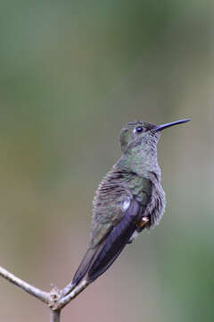 Image of Amazilia versicolor