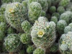 Image of Mammillaria vetula Mart.