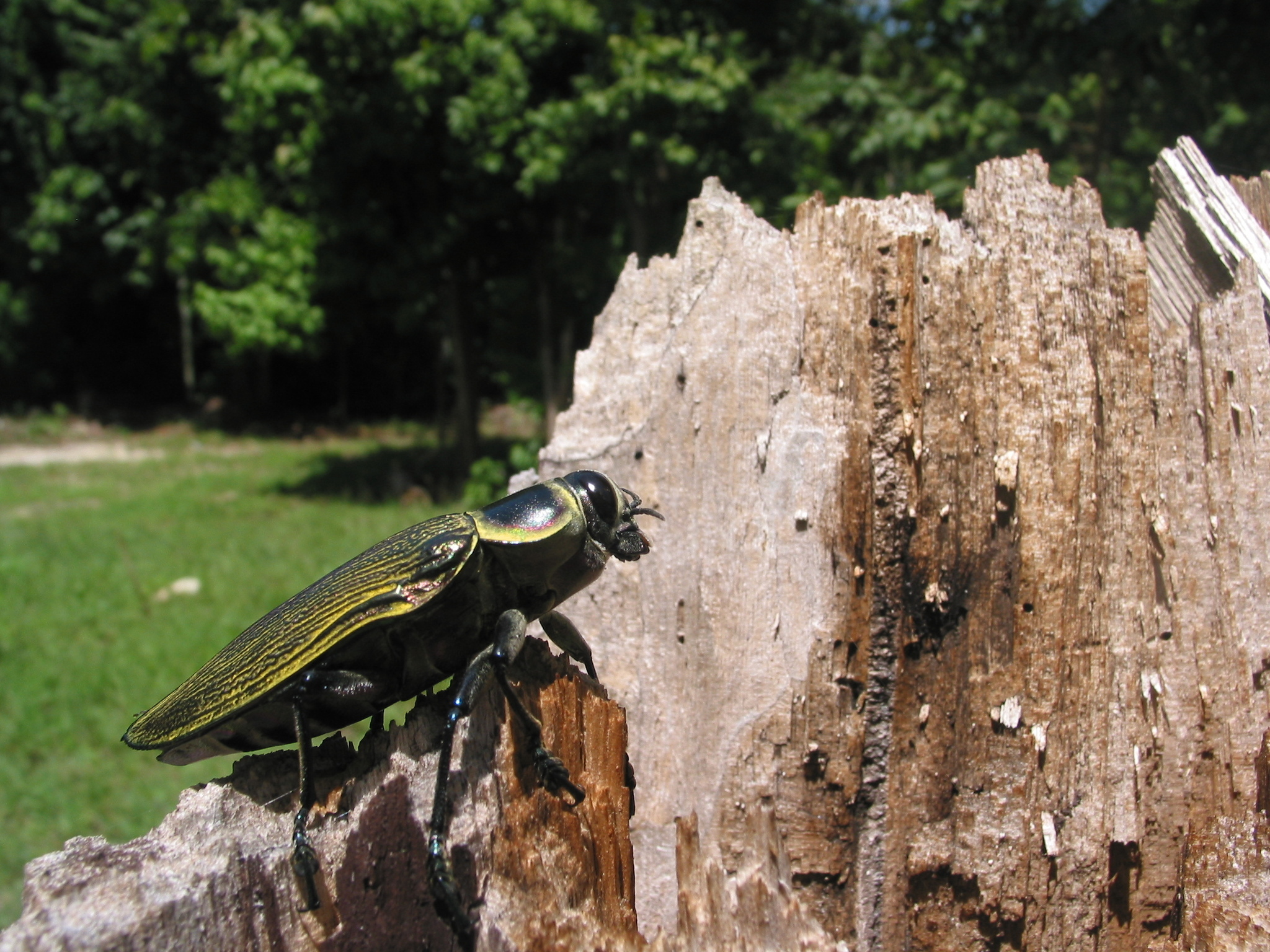 Image of <i>Euchroma giganteum</i>