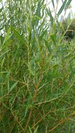 Image of <i>Salix alba vitellina</i>