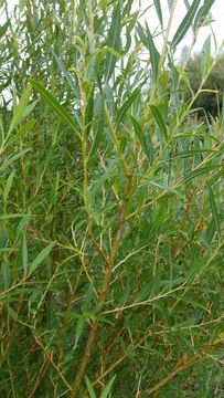 Image of <i>Salix alba vitellina</i>