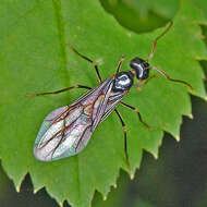 Image de Lasius fuliginosus (Latreille 1798)