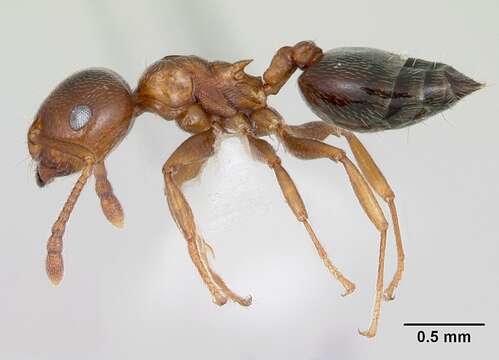 Image of Crematogaster pinicola