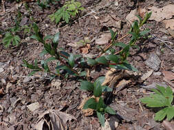 Image of herbaceous periwinkle