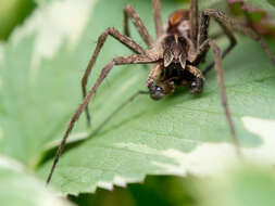 Image of Nursery-web spider