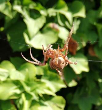 Image of Araneus angulatus Clerck 1757