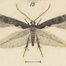 Sivun Endophthora tylogramma Meyrick 1924 kuva