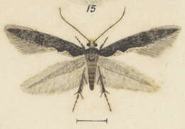 Sivun Endophthora tylogramma Meyrick 1924 kuva