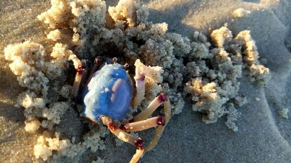 Image of Light-blue Soldier Crab