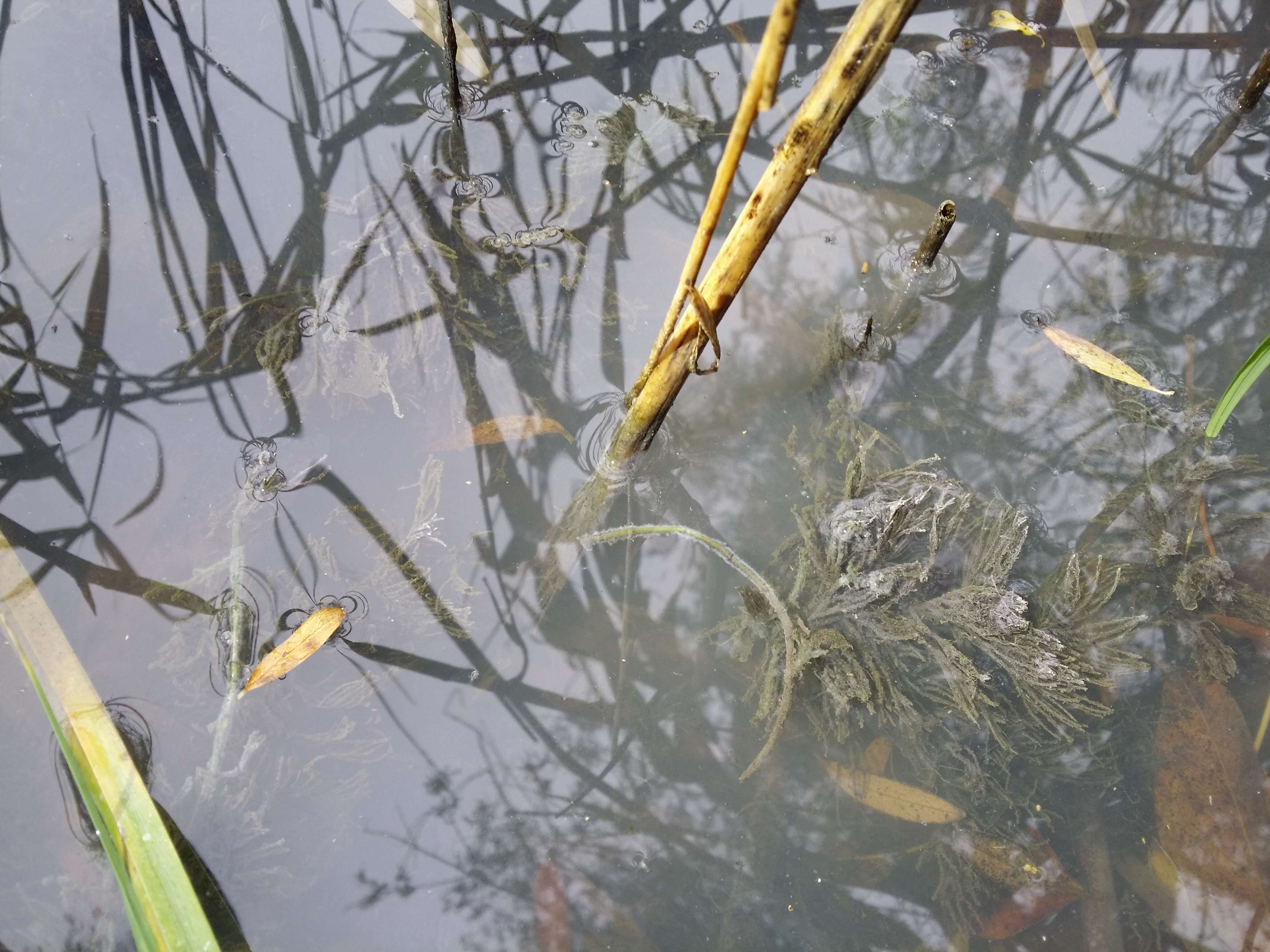 Image de Cératophylle Submergé