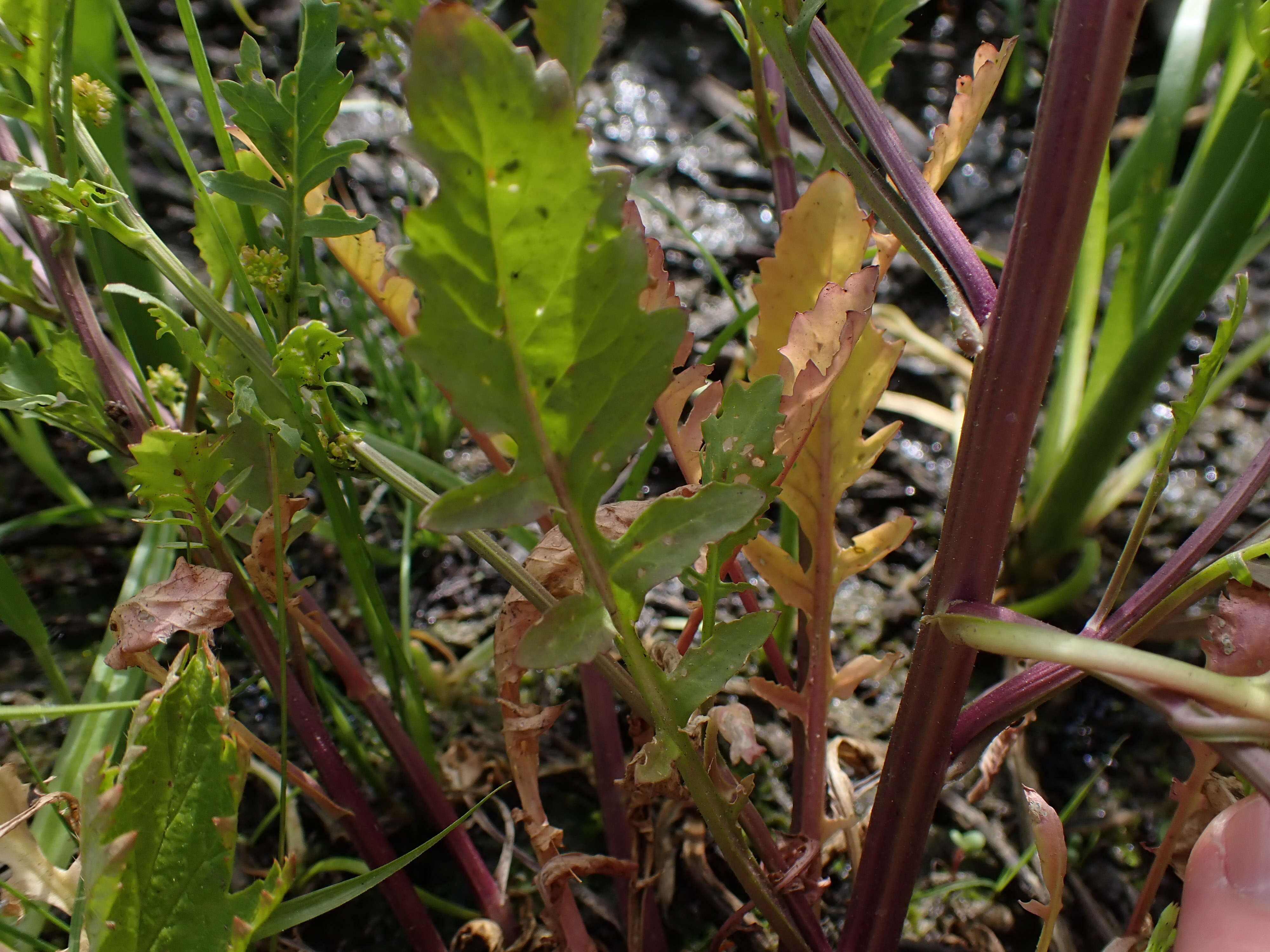 Image de rorippe à petites fleurs