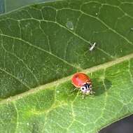 Image of Western Blood-Red Lady Beetle