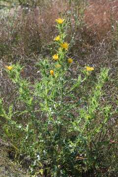 Image of Spanish oyster thistle