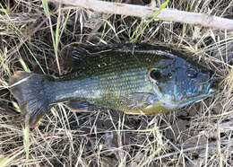 Image of Green Sunfish