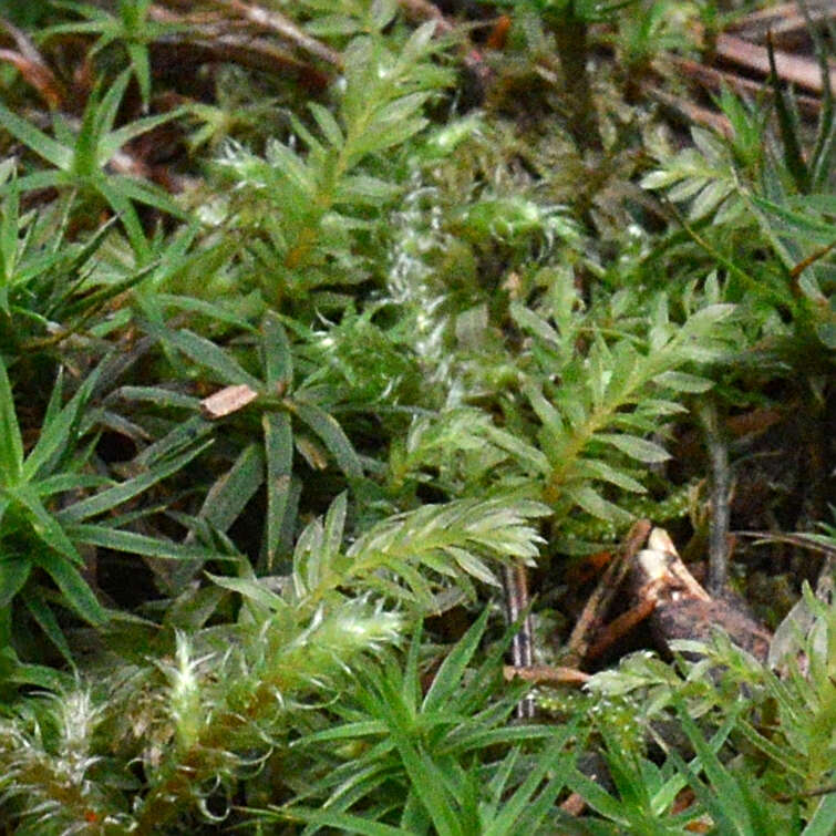 Image of mnium calcareous moss