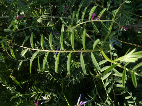 Image of barn vetch