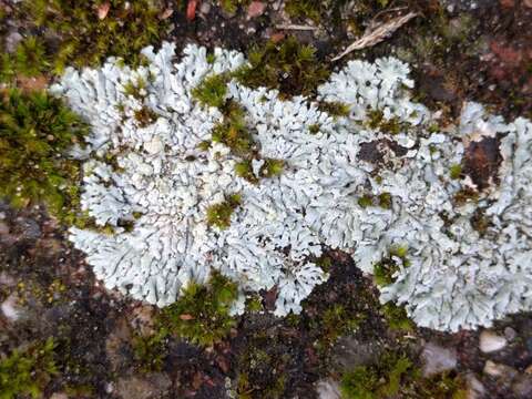 Image of Blue-gray rosette lichen