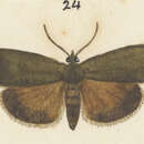 Image de Scoparia sideraspis Meyrick 1905