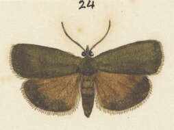 Image de Scoparia sideraspis Meyrick 1905