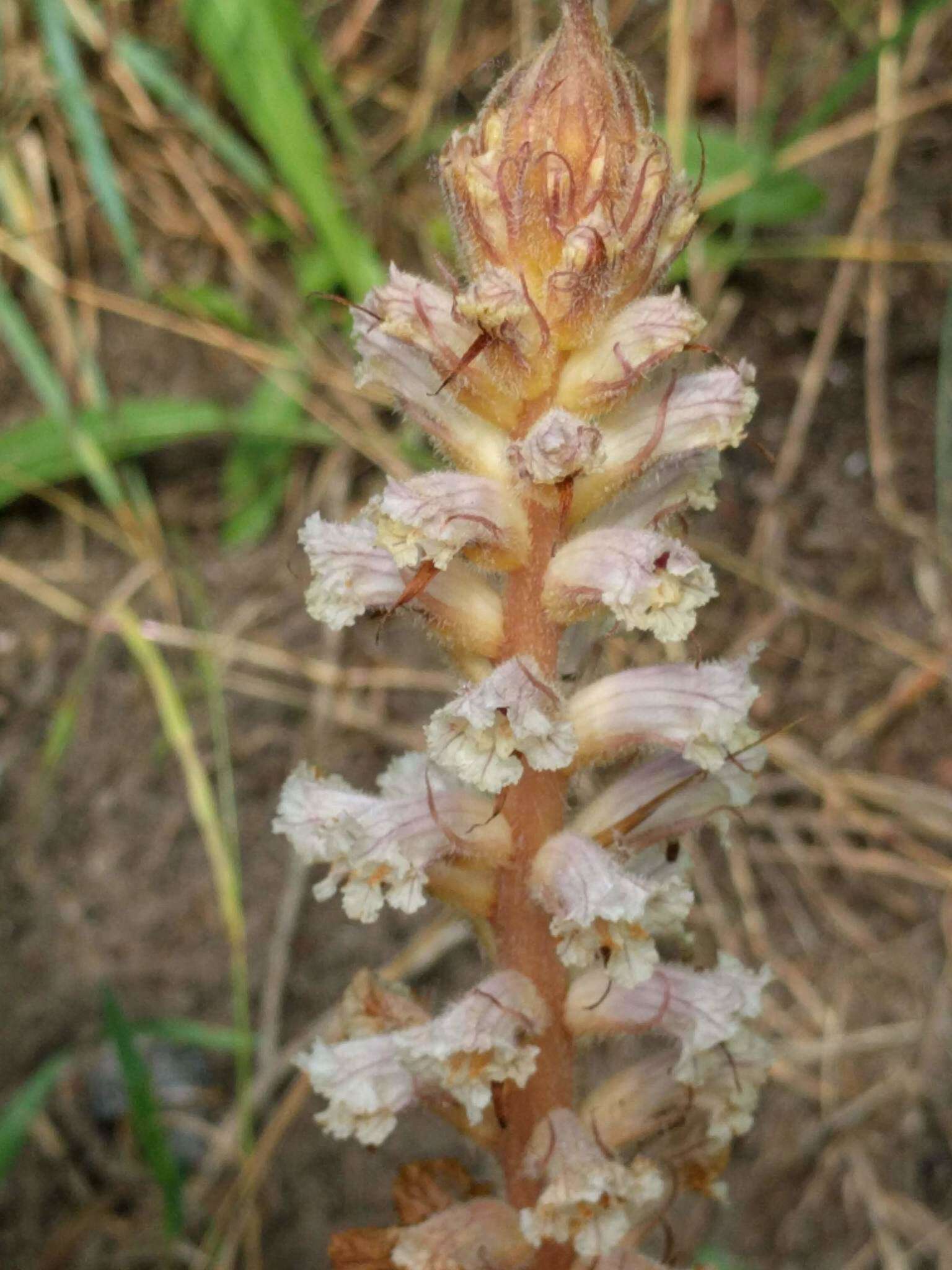 Image of oxtongue broomrape