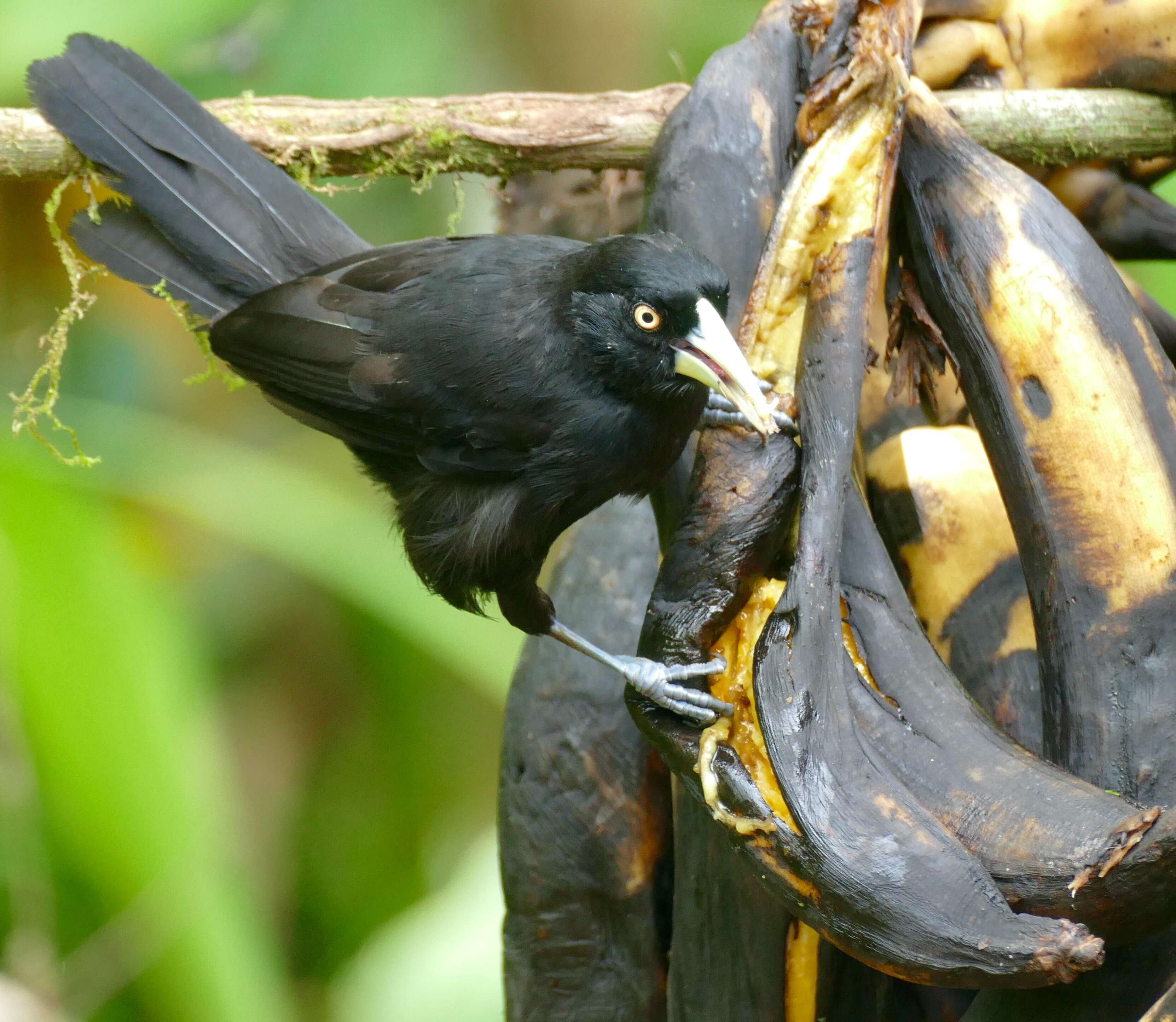 Amblycercus Cabanis 1851 resmi