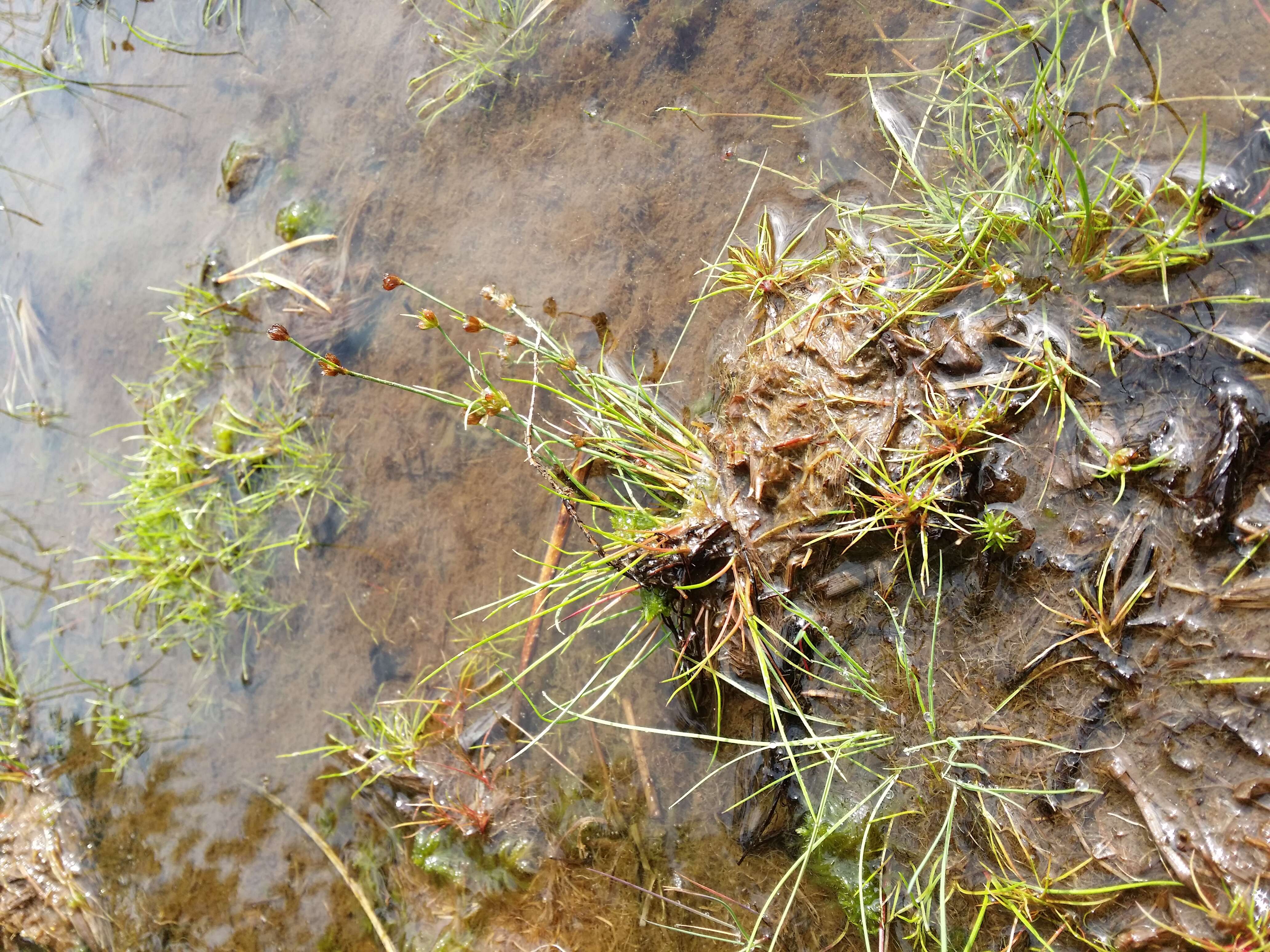 Juncus bulbosus L. resmi