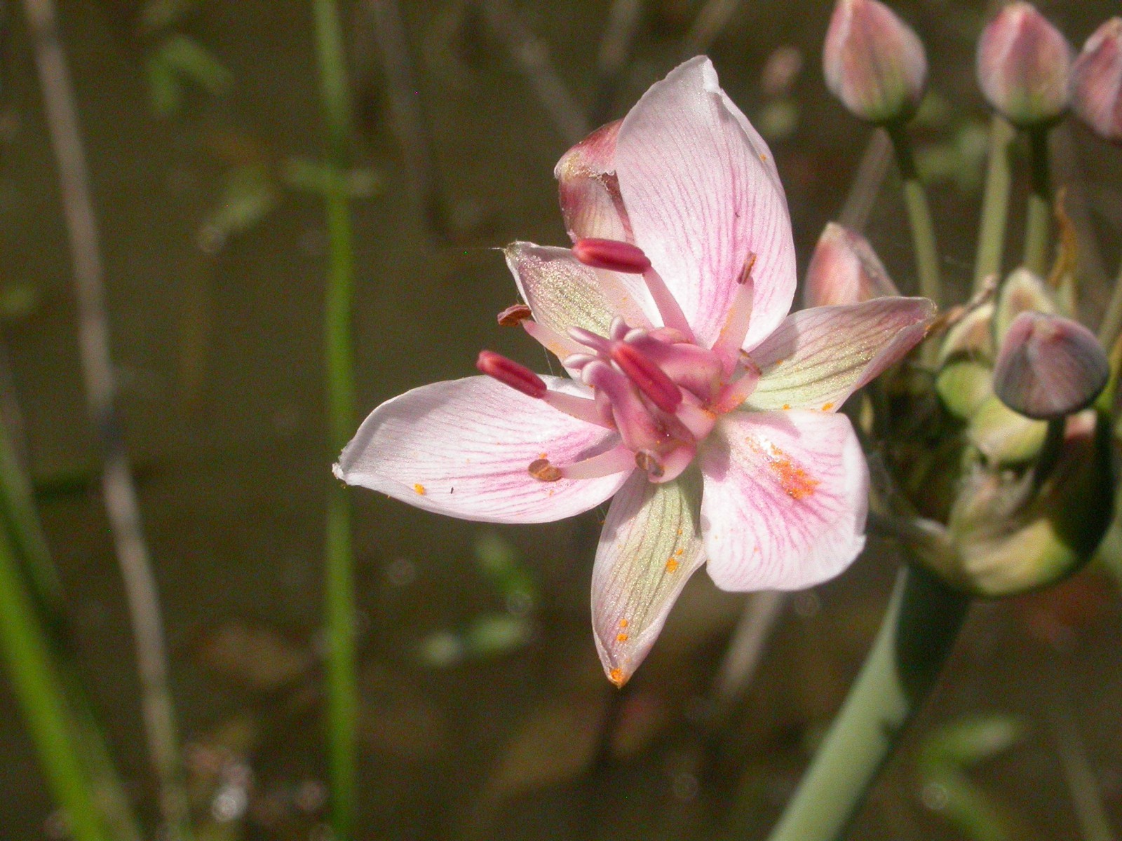 Image of <i>Butomus umbellatus</i>