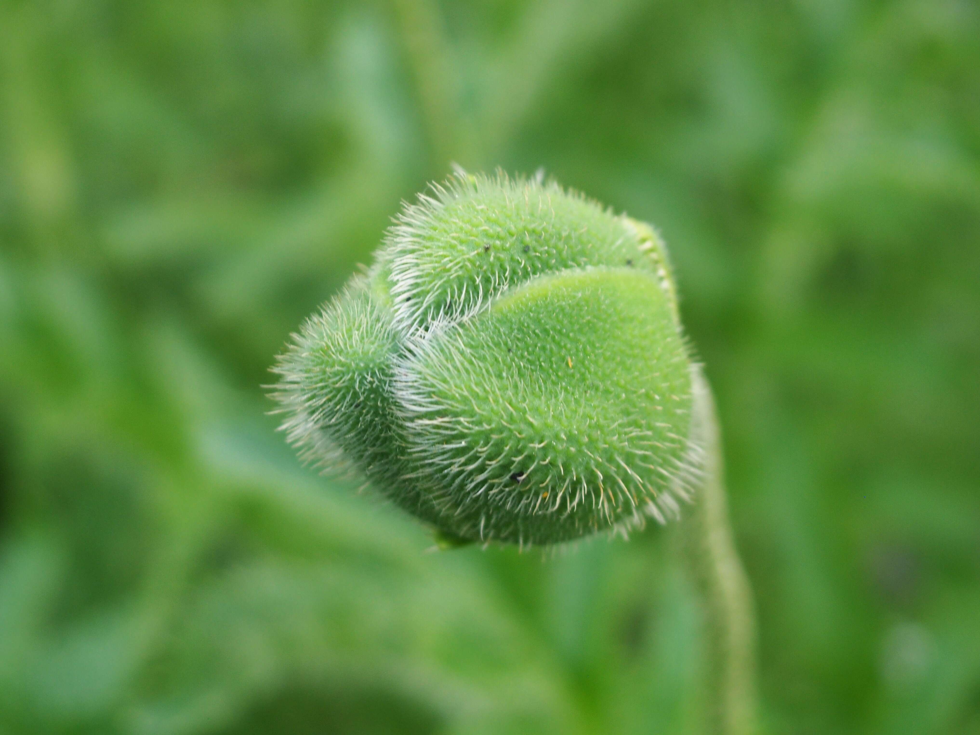 Image of Oriental poppy