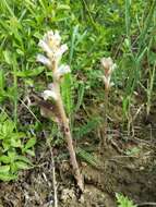 Image of oxtongue broomrape