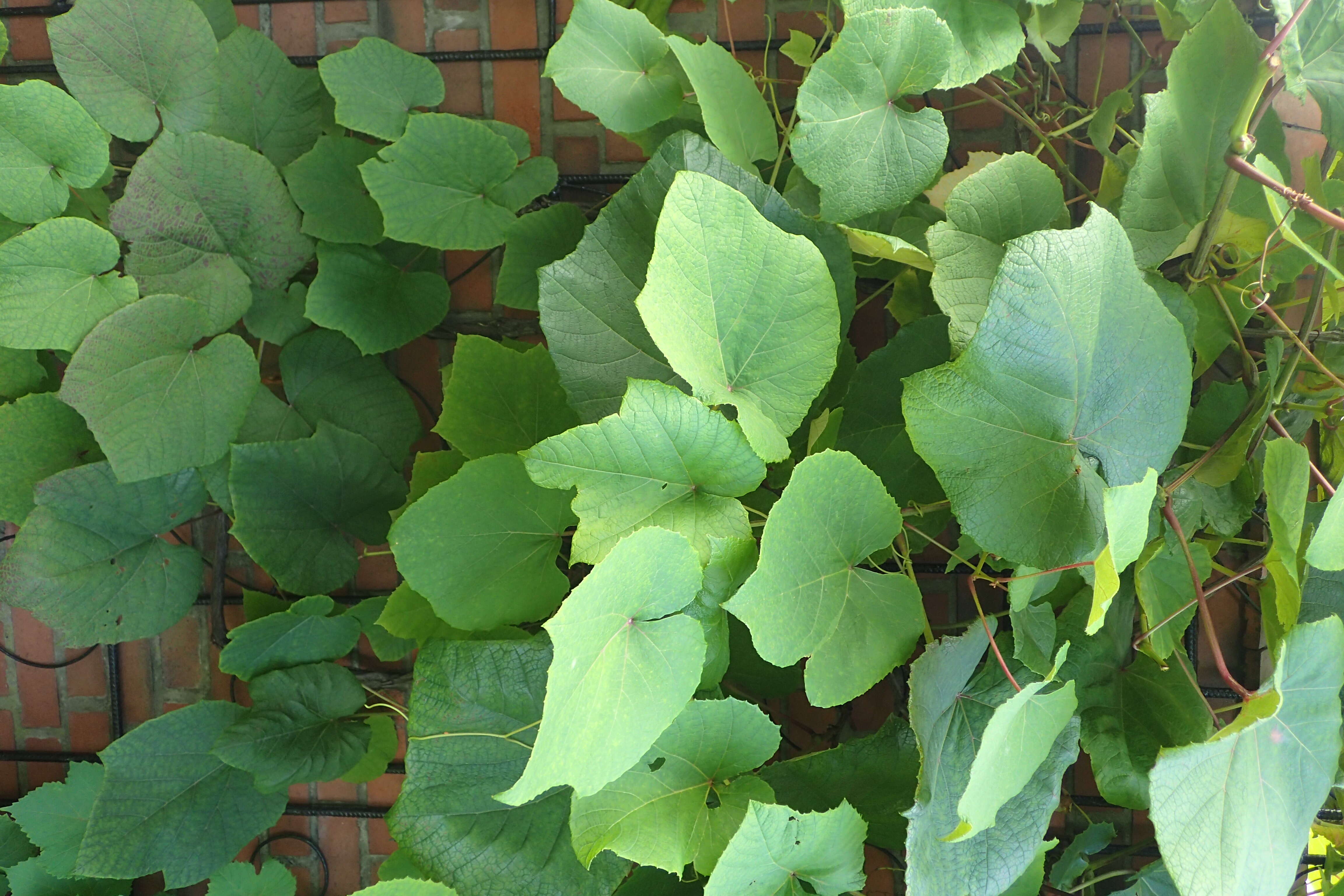 Image of crimson glory vine