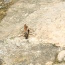 Image of Mud Dauber
