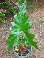 Sivun Alocasia nycteris Medecilo, G. C. Yao & Madulid kuva