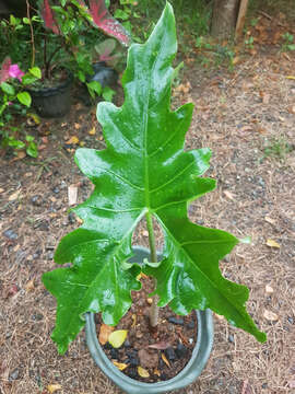 Image of Alocasia nycteris Medecilo, G. C. Yao & Madulid