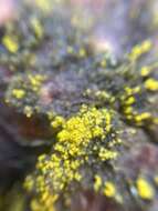 Image of eggyolk lichen