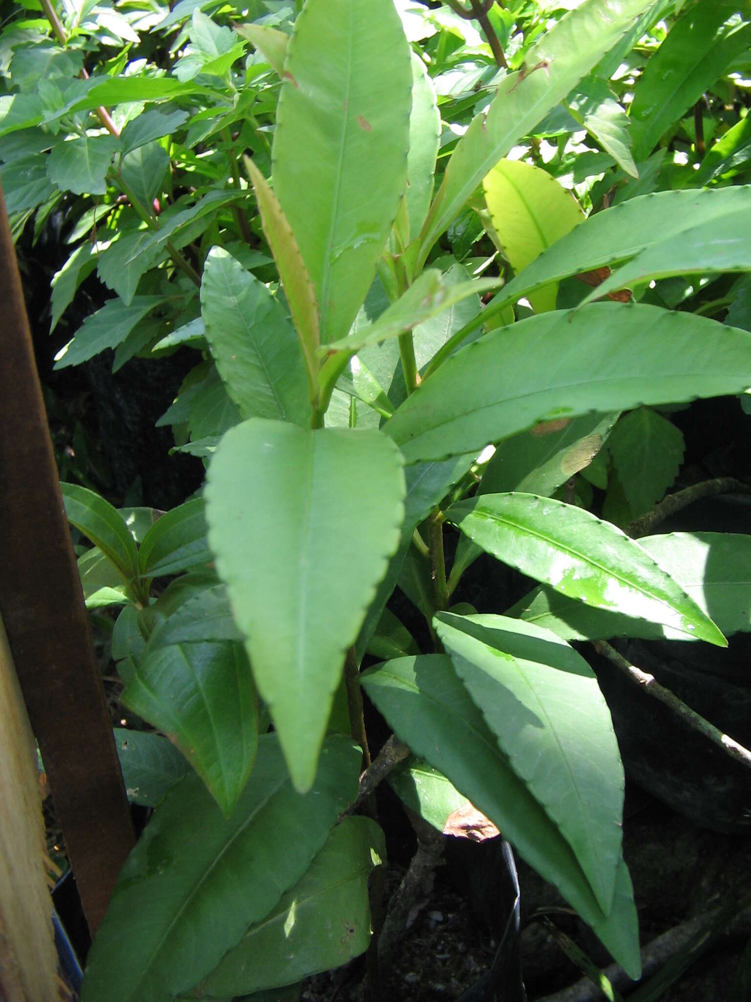 Plancia ëd Ardisia crispa (Thunb.) A. DC.