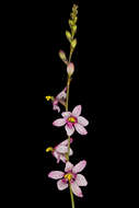 Image de Ixia scillaris L.