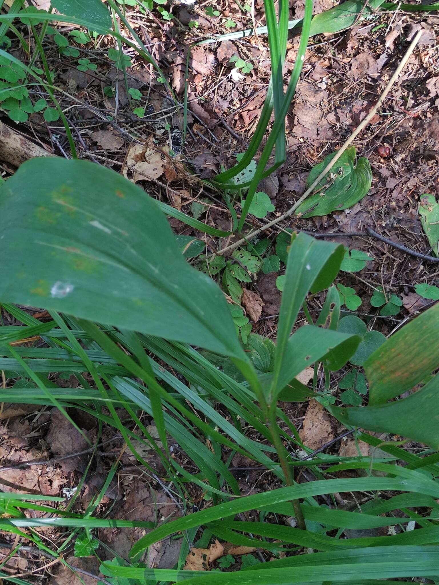 Image of convallaria