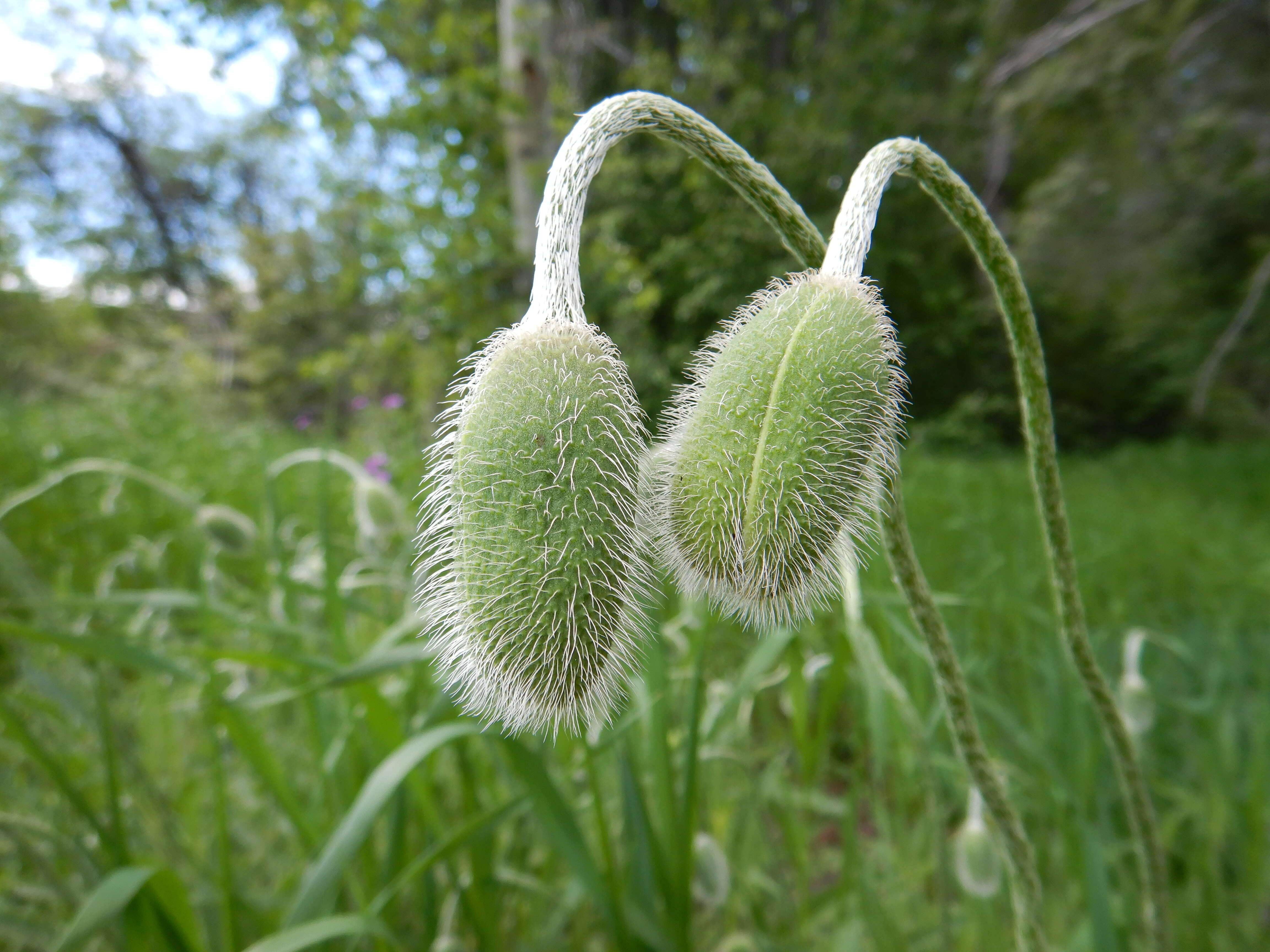 Image of Oriental poppy