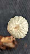 Image of Marasmius rotula (Scop.) Fr. 1838